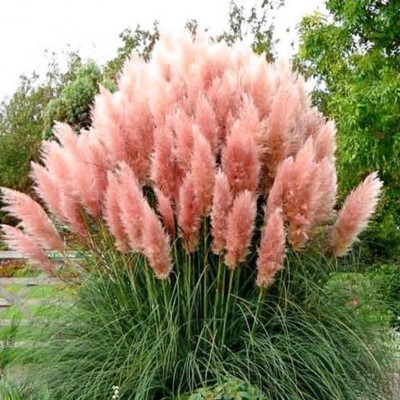 Iarba de Pampas Rose Plume C2